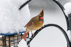 Photos Cardinal
